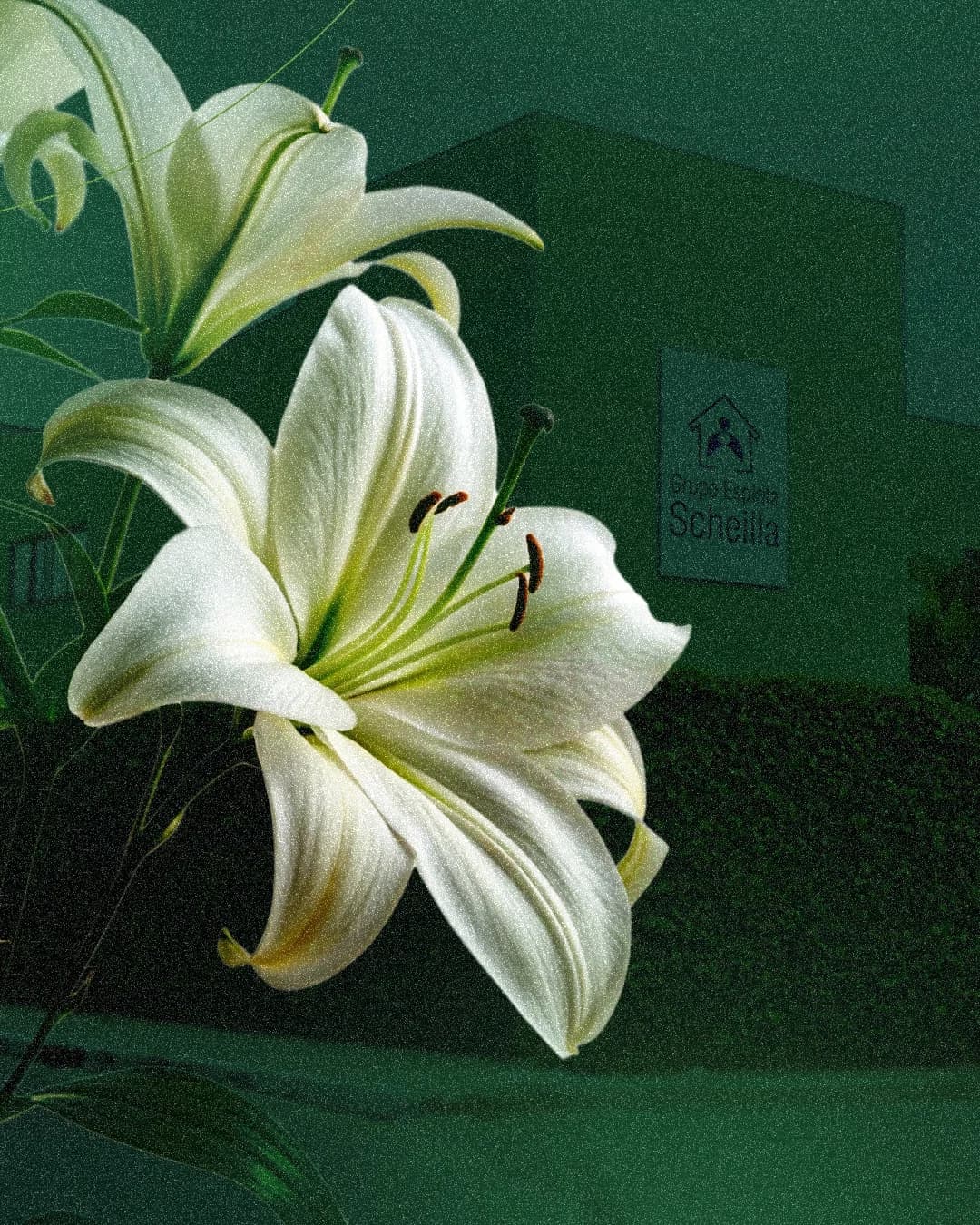 flores — autor espiritual: flores